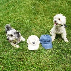 Friends NYC $50 OR LESS Doggy Dad Hat
