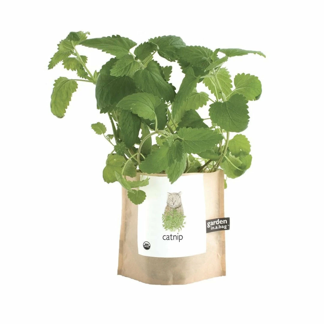 Hot Sale 👍 Misc. Garden In A Bag - Catnip $20 OR LESS! 🥰 8 Misc. Garden In A Bag - Catnip $20 OR LESS!