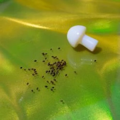 Hot Sale 👍 Misc. Garden In A Bag - Catnip $20 OR LESS! 🥰 10 Misc. Garden In A Bag - Catnip $20 OR LESS!