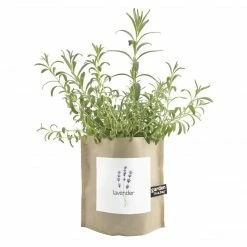 Misc. Garden In A Bag - Lavender $20 OR LESS!
