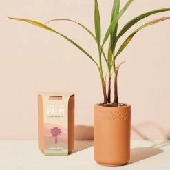 Modern Sprout Terracotta Grow Kit - Palm Sale