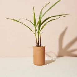 Modern Sprout Terracotta Grow Kit - Palm Sale